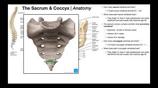 Anatomy of the Sacrum amp Coccyx  other relevant structures [upl. by Airdni]