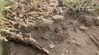 Timelapse of a Pogonomyrmex queen digging a founding chamber [upl. by Hodge]