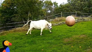 Cow Plays Fetch Just Like A Dog  The Dodo [upl. by Fachini679]