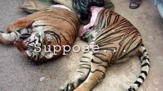 SAVE OUR TIGERS must watchits different [upl. by Inverson648]