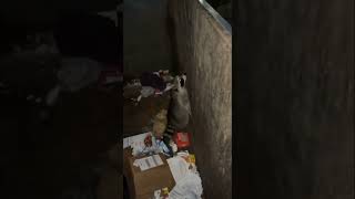 Raccoon Struggles to Get Out of Trash Bin  1378986 [upl. by Iaht]