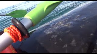 Kayak levantado por una ballena en Puerto Madryn [upl. by Grethel]