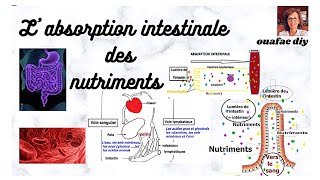 SVT 3 année collège absorption intestinale des nutriments [upl. by Elocin]