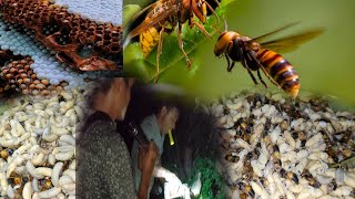 The Hunt for the Worlds Largest Hornet in Arunachal Pradeshhornetadventurebee [upl. by Alyahs]