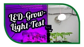 LED Grow Light Test ☀️ Aussaat Jungpflanzenanzucht Zeitraffer ☀️ Pflanzenlicht ☀️ Pflanzenlampen [upl. by Aileahcim423]