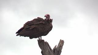 Lappetfaced vulture  Kruger National Park [upl. by Braun495]