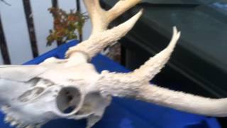 Bleaching Deer Skull DIY [upl. by Jareb]