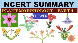 Plant Morphology  NCERT 4  Flower  Types of Flower  Dr Ghanshyam Jangid [upl. by Zach]