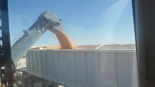 How to unload a grain cart [upl. by Fitting406]