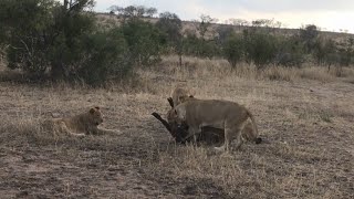 Lions Eat Baby Buffalo ALIVE [upl. by Harve]