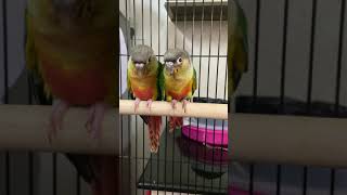 Yellow sided conure talking 😀😀 [upl. by Chester992]