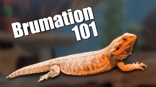 Bearded Dragon Brumation [upl. by Otokam910]