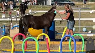 📅 HIGHLIGHT  Camino auf einem Freizeitreitturnier in einer Gemütsprüfung🐴🥰 [upl. by Boulanger]