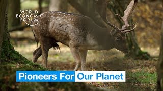 This farm in England is run by its animals  Pioneers for Our Planet [upl. by Worden454]