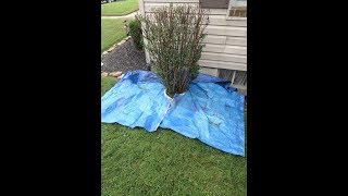 Bush Trimming CLEANUP Tarp [upl. by Sydel]