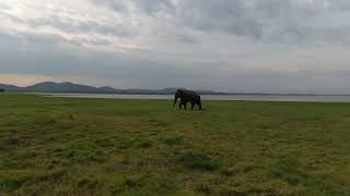 Big female of asian elephant Elephas maximus on the shores of the lake [upl. by Eiralav]