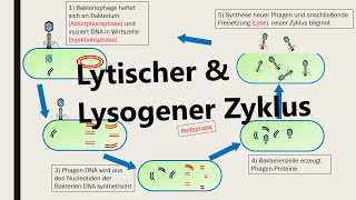 Lysogener und lytischer Zyklus Vermehrung von Viren [upl. by Herbert]