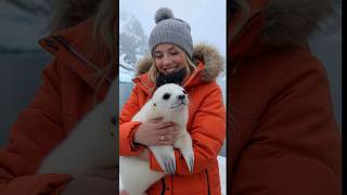 Met a very cute baby seal cuteanimal arcticanimal seal [upl. by Taft]