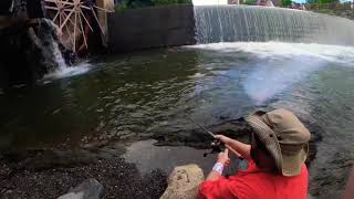 Trout Fishing Old Mill Pigeon Forge Tennessee [upl. by Riddle]