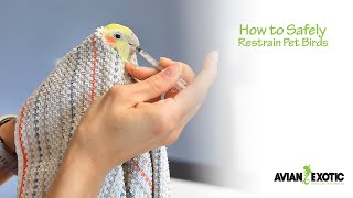 How to Safely Restrain Pet Birds [upl. by Pembrook482]