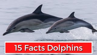 15 Interesting Facts About Dolphins [upl. by Aylmar]