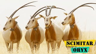 Scimitar Oryx  The Remarkable Adaptations Of The Scimitar Oryx [upl. by Osbourn]