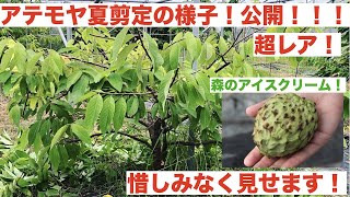 【アテモヤ栽培2】アテモヤの夏剪定の様子を公開！春剪定不足で暴れてしまった木をガツンといきました！Atemoya [upl. by Ecirpac455]