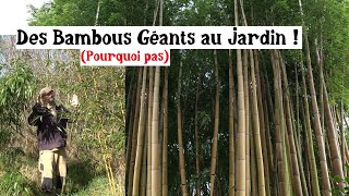 Des Bambous Géants au Jardin [upl. by Sherj]