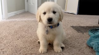 I GOT A PUPPY  Cooper the 8 week old Golden Retriever [upl. by Nomelihp]