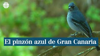 El pinzón azul de Gran Canaria [upl. by Mcconaghy613]