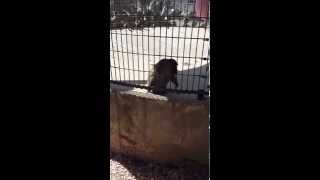 Monkey throws poop [upl. by Vassar]