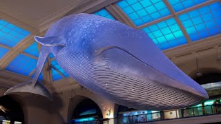 What Color Is a Blue Whale [upl. by Ahsiele]