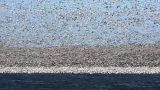 Snow Goose Migration [upl. by Aitnas]