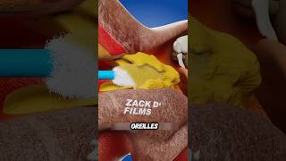 Voici comment nettoyer vos oreilles en toute sécurité 👂 animation Zack D Films [upl. by Ennovad]