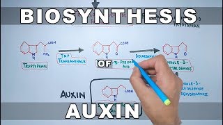 Biosynthesis of Auxin [upl. by Trin]