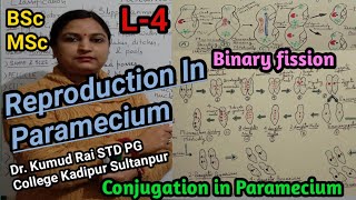 Reproduction in ParameciumL4Conjugation in Paramecium amp Binary Fissionपैरामीशियम प्रजनन [upl. by Areval]