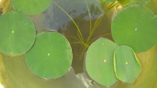 Lotus plant growing at home in tamil [upl. by Nevaeh]