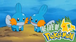 The Life of Pokemon Mudkip [upl. by Ttirrej]