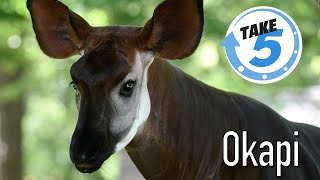 5 Weird Wild amp Wonderful Facts About Okapi [upl. by Silver]