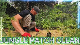 Jungle Patch Clean Up [upl. by Ehc]