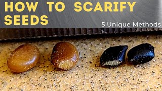 5 Ways to Scarify Seeds  Seed Scarification 101 [upl. by Joappa864]