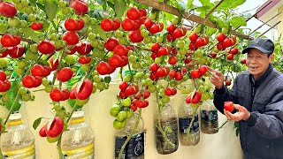 The best ways to grow tomatoes for you easily with high yields and without a garden [upl. by Eremaj954]