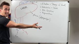 Liver Functions [upl. by Yerbua]