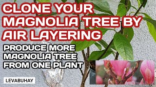 HOW TO AIR LAYER A MAGNOLIA TREE  PROPAGATE MAGNOLIA TREE  MAGNOLIA TRÄD  GARDENING [upl. by Latoniah]