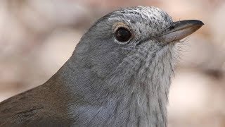 Australia’s great songsters – Grey Shrikethrush calling with opening notes by a Pied Butcherbird [upl. by Elleron]