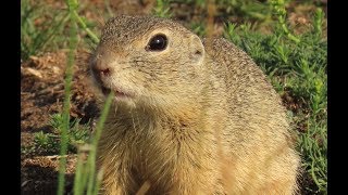 679 Sysel obecný European ground squirrel Europäischer ZieselЕвропейский сусликSuseł moręgowany [upl. by Briano]