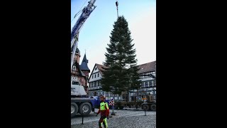 Stolberg im Harz bekommt ein Prachtexemplar von Weihnachtsbaum [upl. by Einad506]