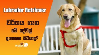 Labrador Retriever වර්ගය ගැන මේ දේවල් දැනගෙන සිටියාද  Bawwa Zone [upl. by Edwin]