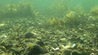 Sea Trout coast in Denmark  under water  3 [upl. by Esdnyl]