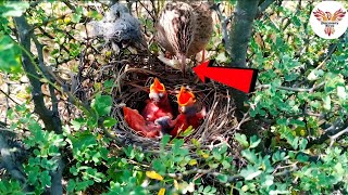 Mother Babbler Delivers Worm to Hungry Chick  So Adorable discoverybirds [upl. by Oynotna]